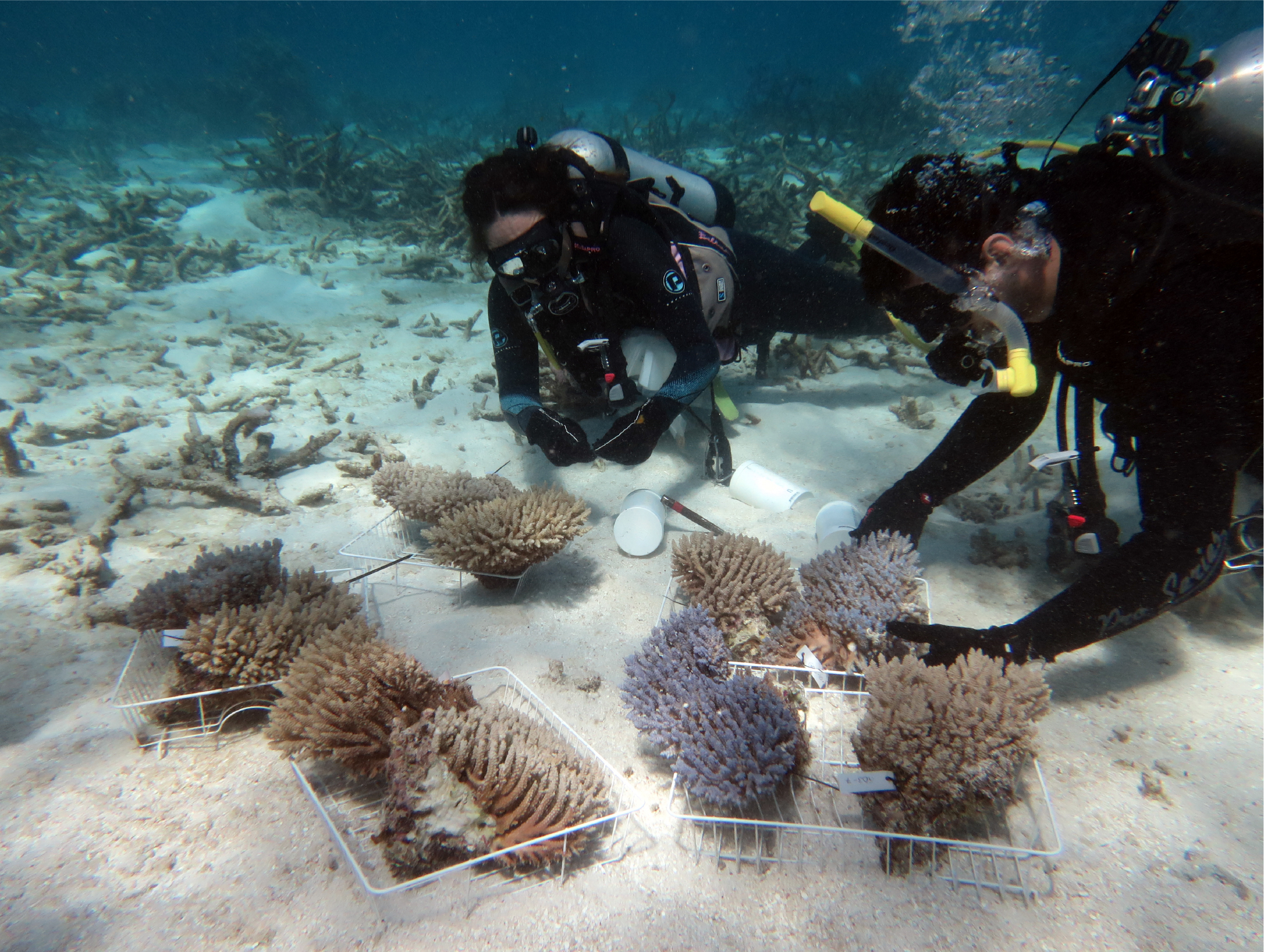 Collaborating for research on coral bleaching – NESP TWQ