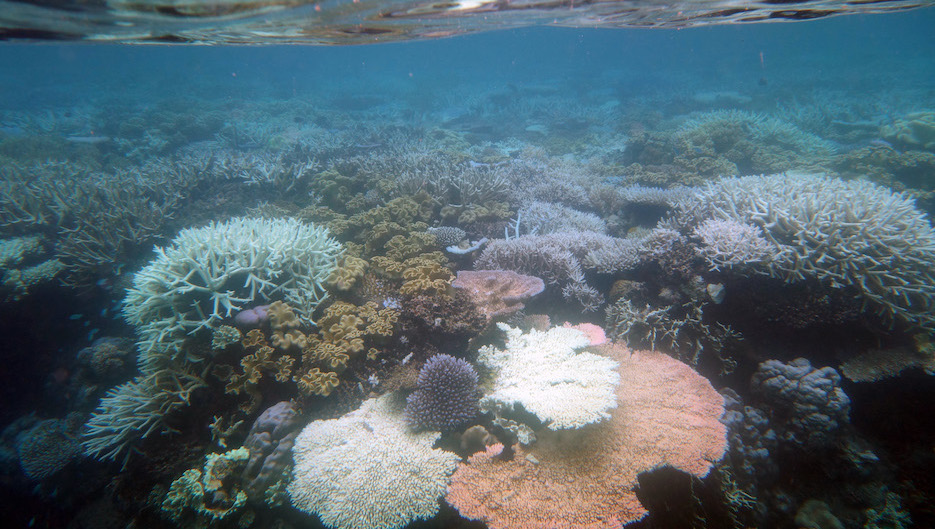 Responding to Change: Back-to-Back Coral Bleaching – NESP TWQ